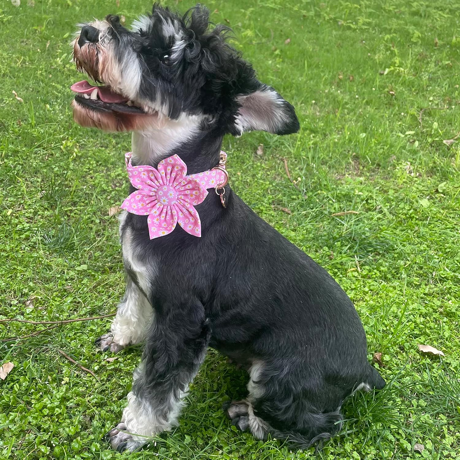 Detalle 1 de UP URARA PUP Dog Collar, Medium