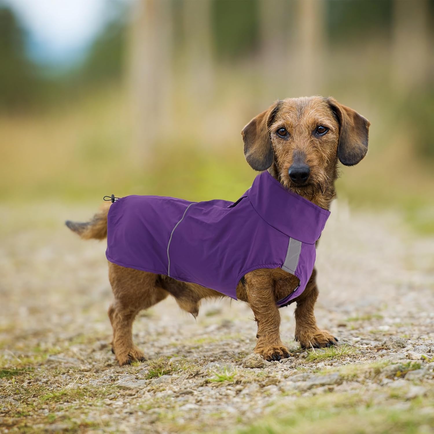 Thumbnail 5 de Dachshund Waterproof Raincoat XS