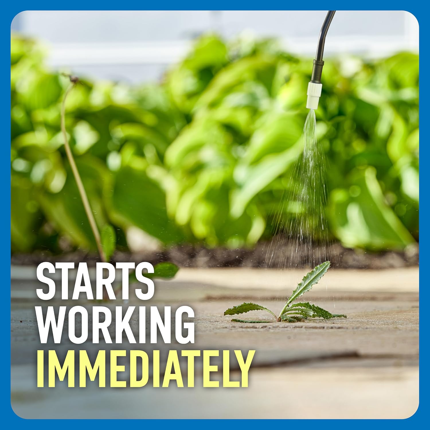 Thumbnail 3 de Roundup Weed & Grass Killer4 with Pump 'N Go 2 Sprayer, 1.33 gal