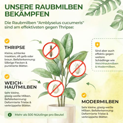 Detalle de GREEN GUARDIA Power Raubmilben gegen Thripse – 15x Tüten