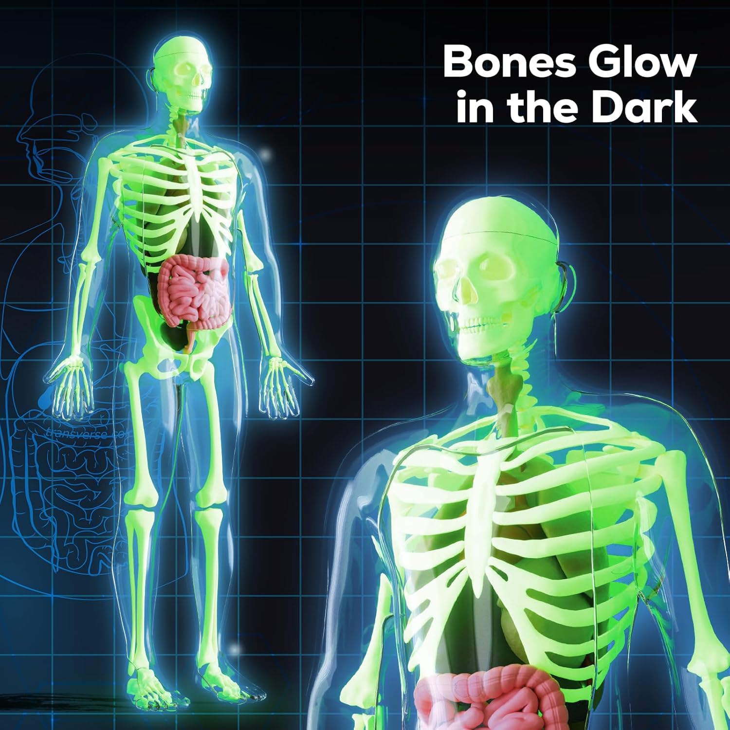 Detalle 2 de GobiDex Human Body Skeleton Model Kit (40-Piece) — Glow-in-the-Dark Anatomy STEM Figure