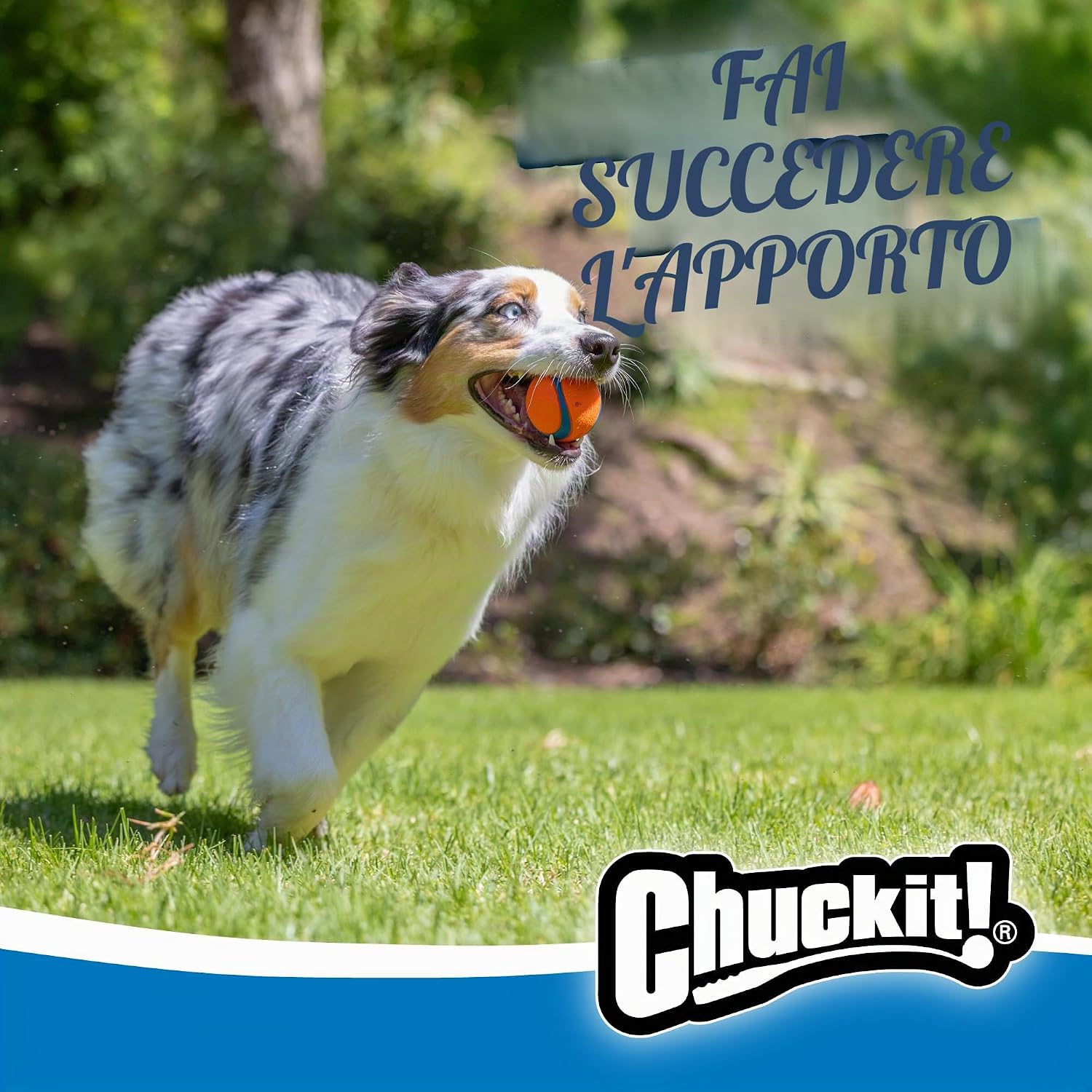 Detalle de Chuckit Ultra Ball Cane – Palla Multicolore M (Confezione 2) per lancio e nuoto