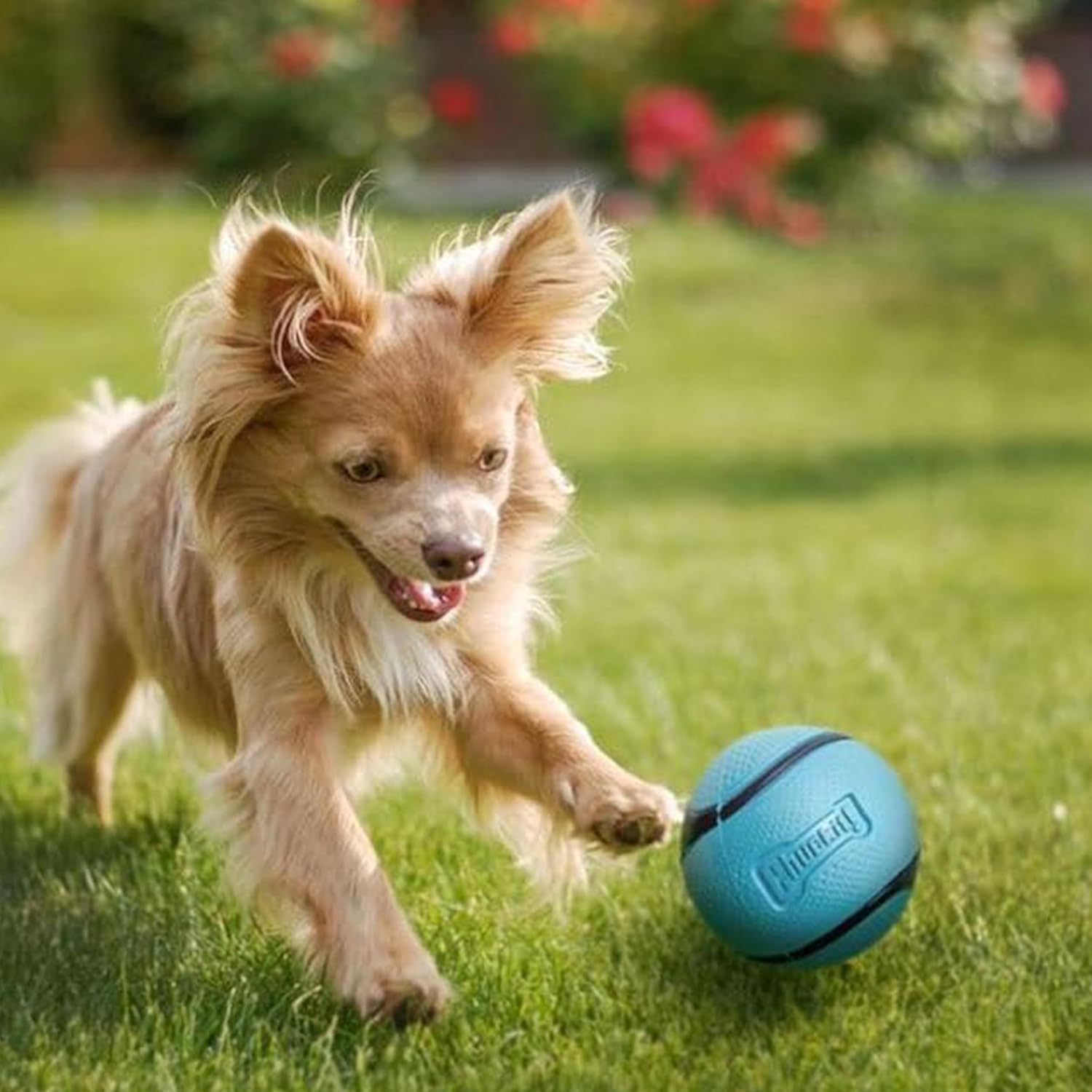 Detalle 2 de Chuckit! Sniff – Bacon Scented Dog Fetch Ball, Medium, Durable Rubber Toy for Launcher