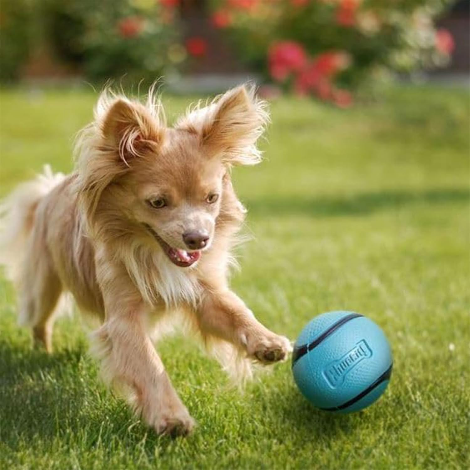 Detalle de Chuckit! Sniff Duo – Peanut Butter & Bacon Scented Dog Fetch Balls (Medium, Pack of 2)