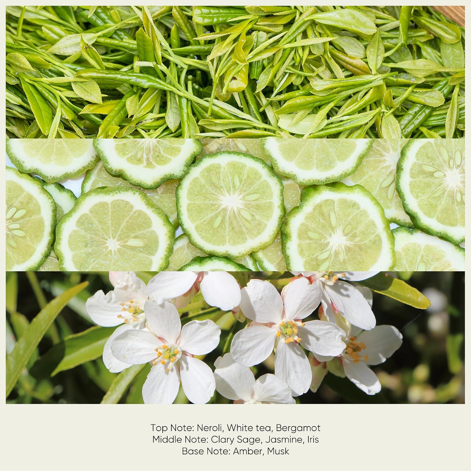 Thumbnail 3 de Lopeie White Tea Diffuser Oil, 8.5 fl oz, with Neroli & Bergamot