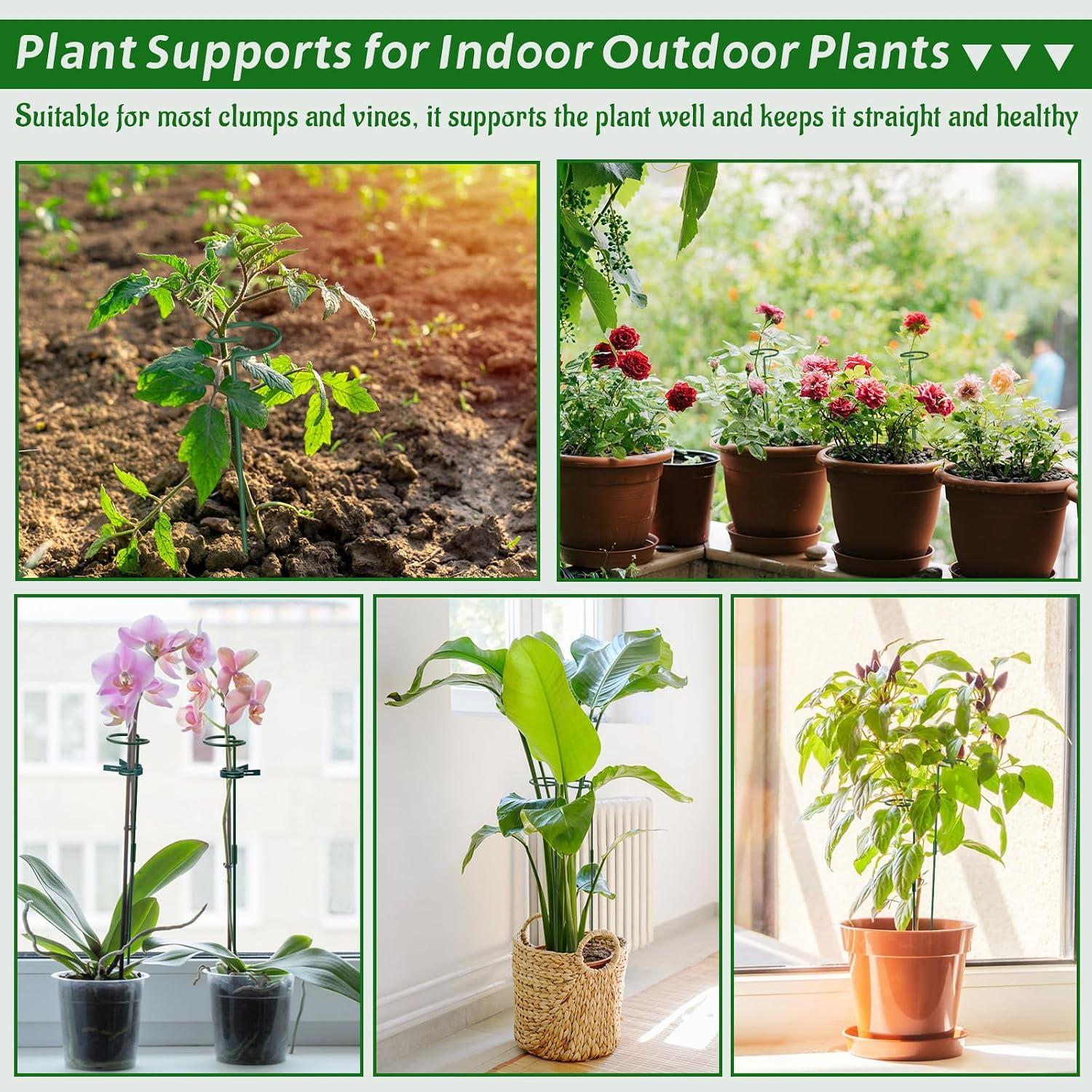 Thumbnail 5 de Hanotic 6Pcs Plant Support Stakes 30cm 60cm 90cm