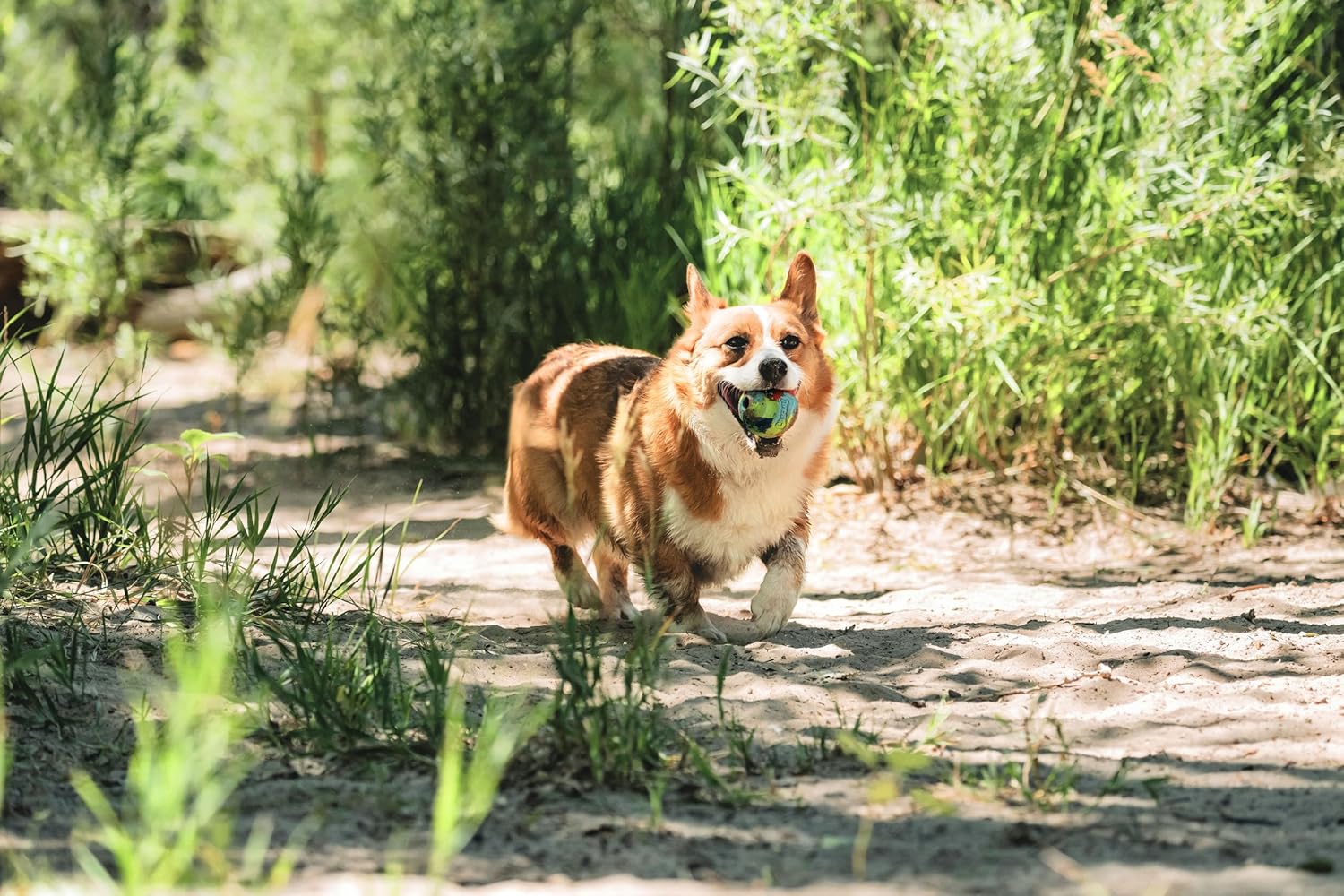 Detalle 2 de Chuckit! Edizione limitata Dog Ball Eco Fetch Day — Ultra Ball Medio (6,3 cm) in gomma riciclata