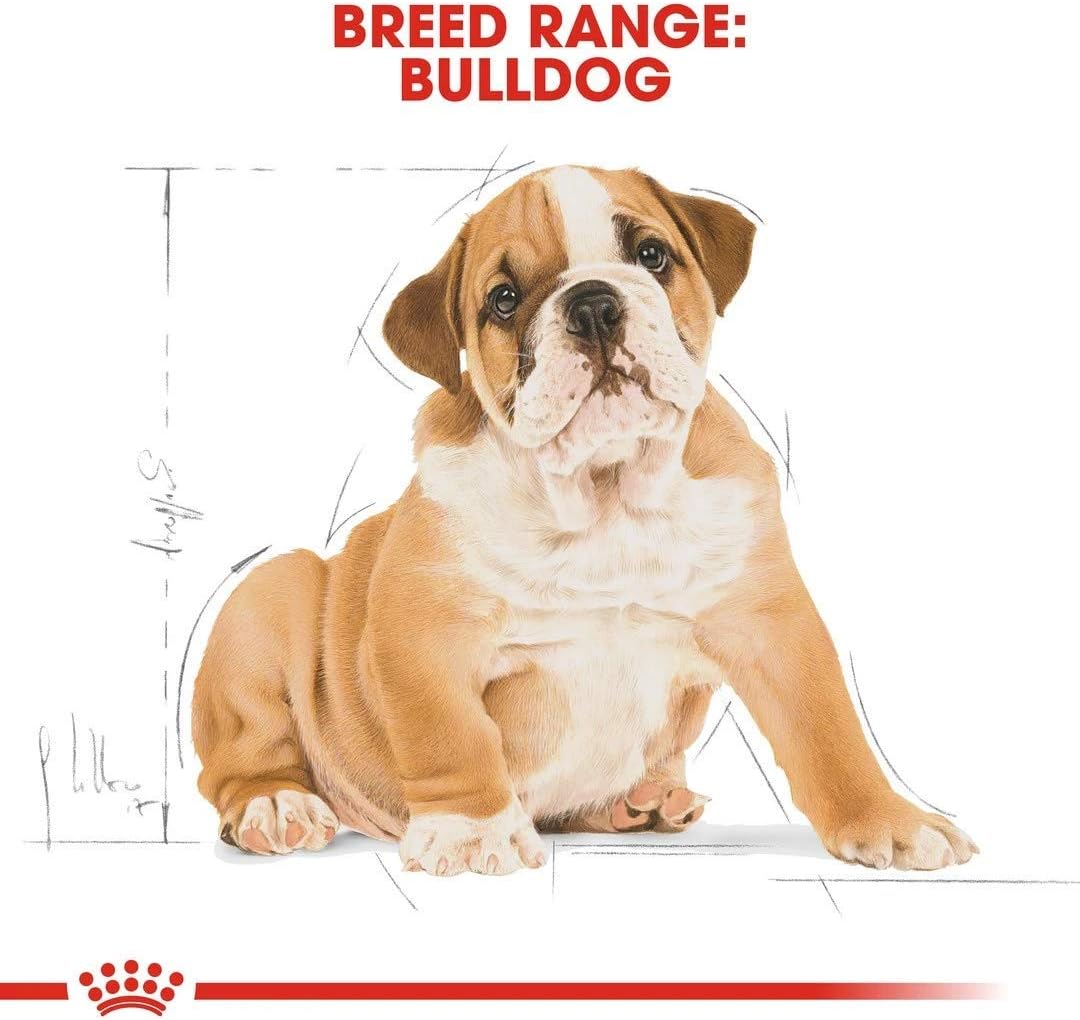 Detalle de Royal Canin Bulldog Junior 12,0 kg : alimentation adaptée pour chiots Bulldog
