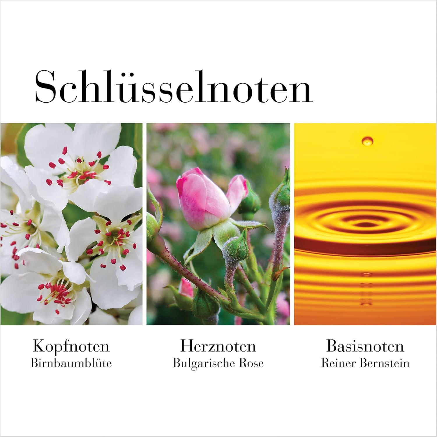 Detalle de Elizabeth Arden White Tea Wild Rose – Eau de Toilette, 50 ml, Damenparfum mit floraler Note und holzigen Akzenten