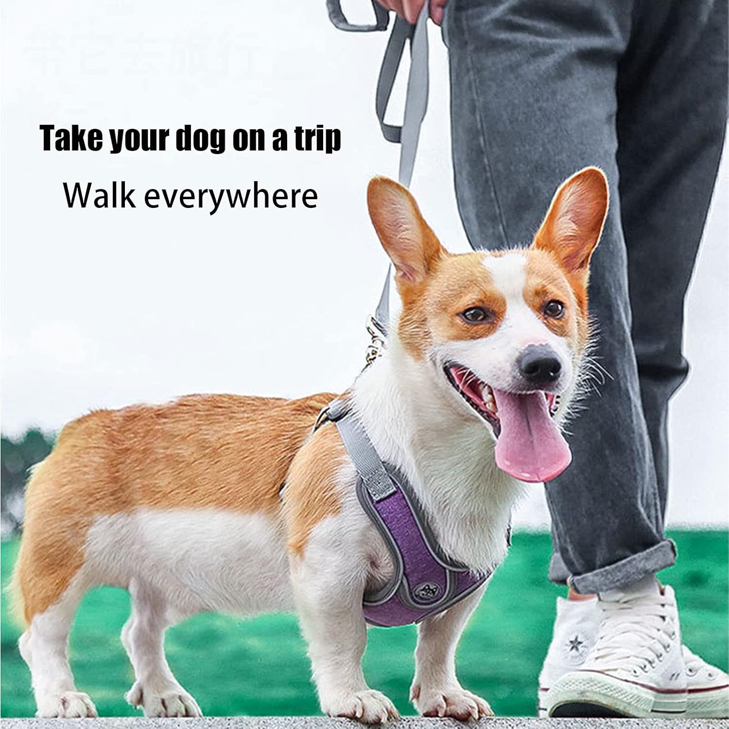 Thumbnail 2 de SKXEO Small Dog No Pull Harness & Lead Set – adjustable, breathable, reflective and escape-proof