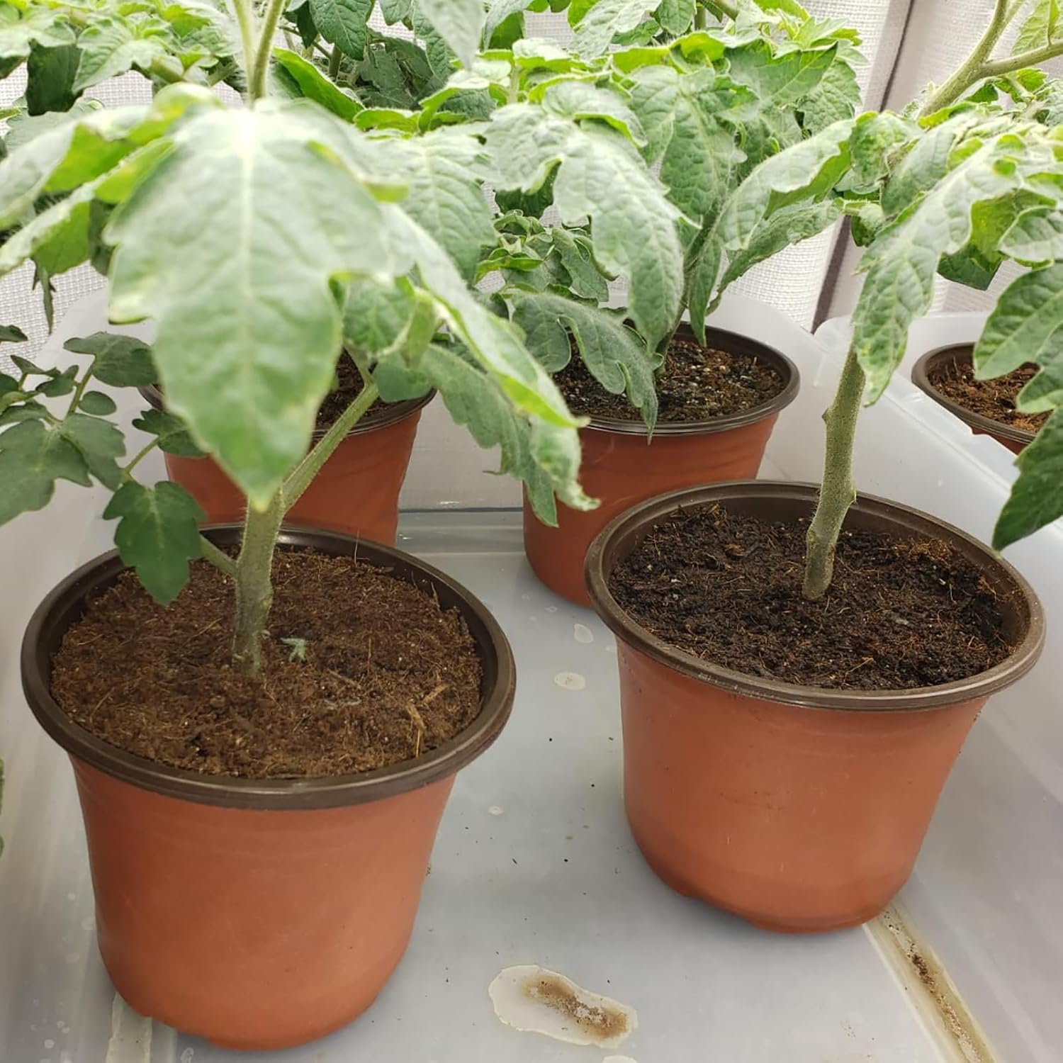 Thumbnail 6 de Hdeoops 100 PCS 6-Inch Plastic Nursery Pots for Seed Starting, Seedlings, and Transplants