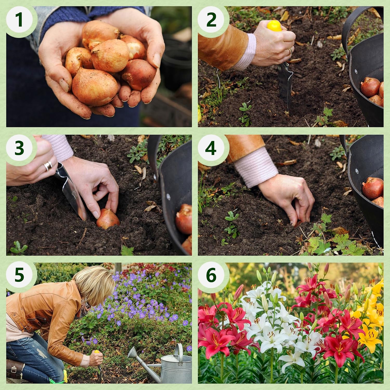 Thumbnail 6 de DUTCH BULBS EXCLUSIVE PLANTS FROM HOLLAND 8720364056223 leliebollen Matrix-collectie, 15 bollen in 5 kleuren