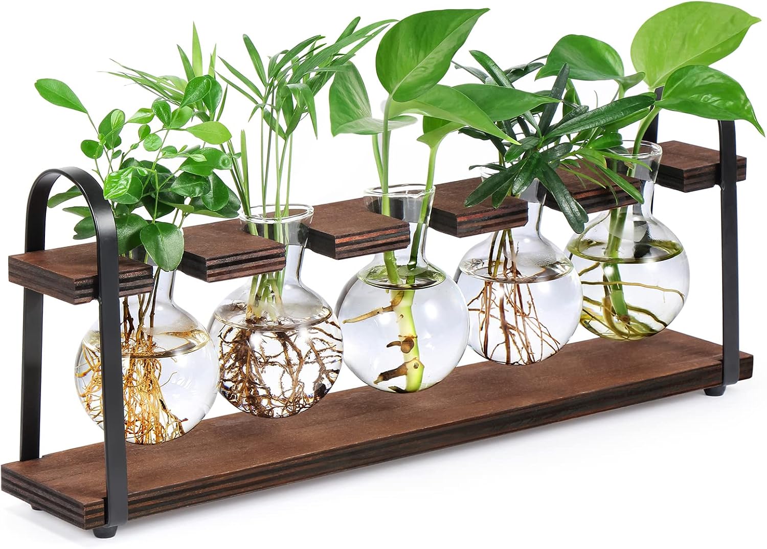 Detalle de THYGIFTREE 4300 Five-Bulb Plant Propagation Station with Glass Vases