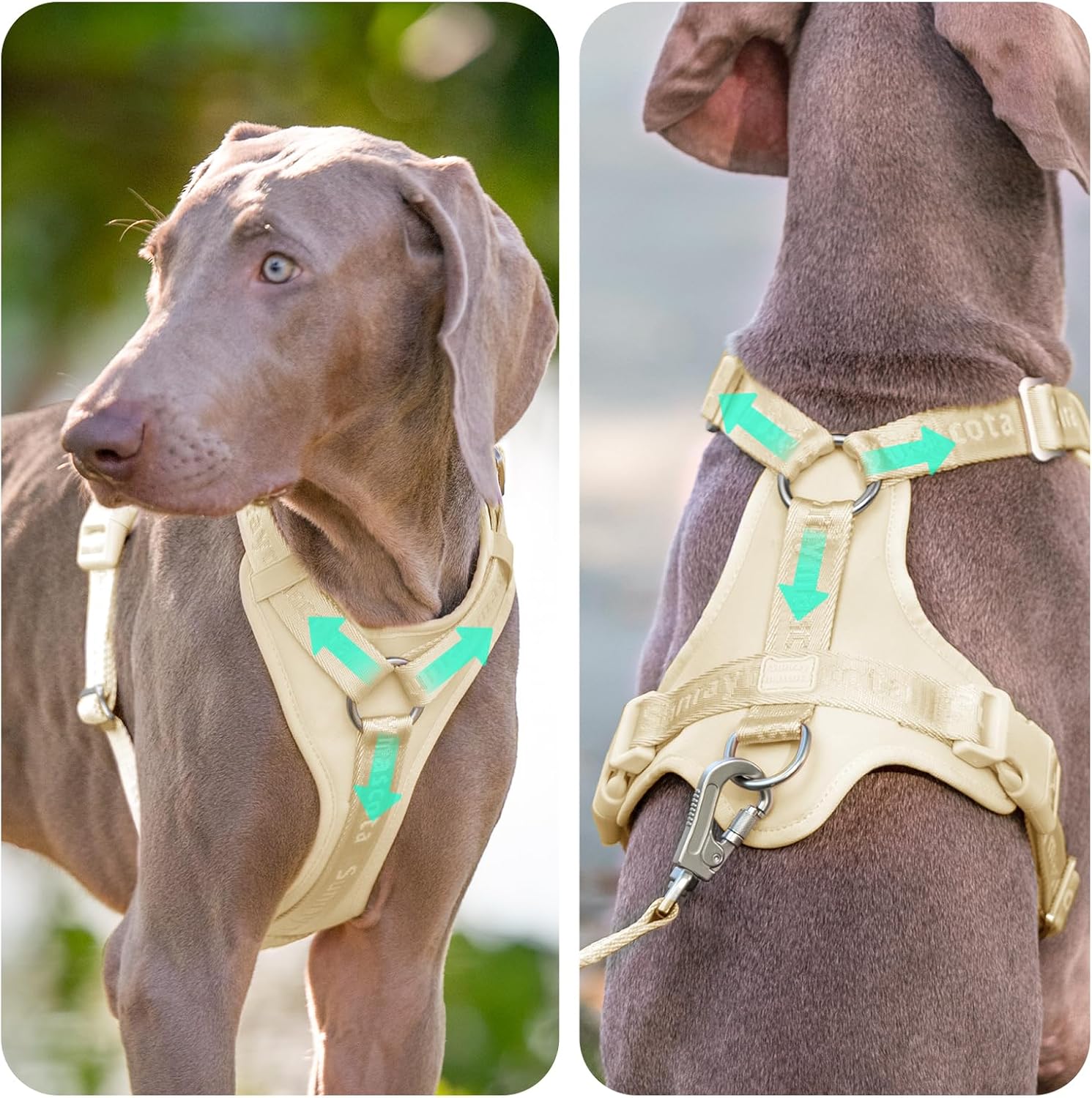 Detalle de Sunraymascota Pettorina per cani con imbottitura in lycra: traspirante, regolabile e anti-tiro (taglia M)