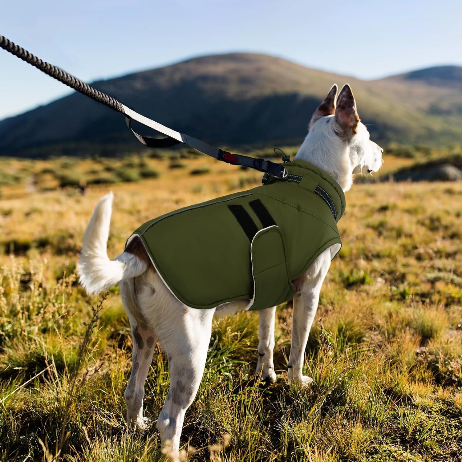 Thumbnail 6 de IECOii Dog Coat, Size L
