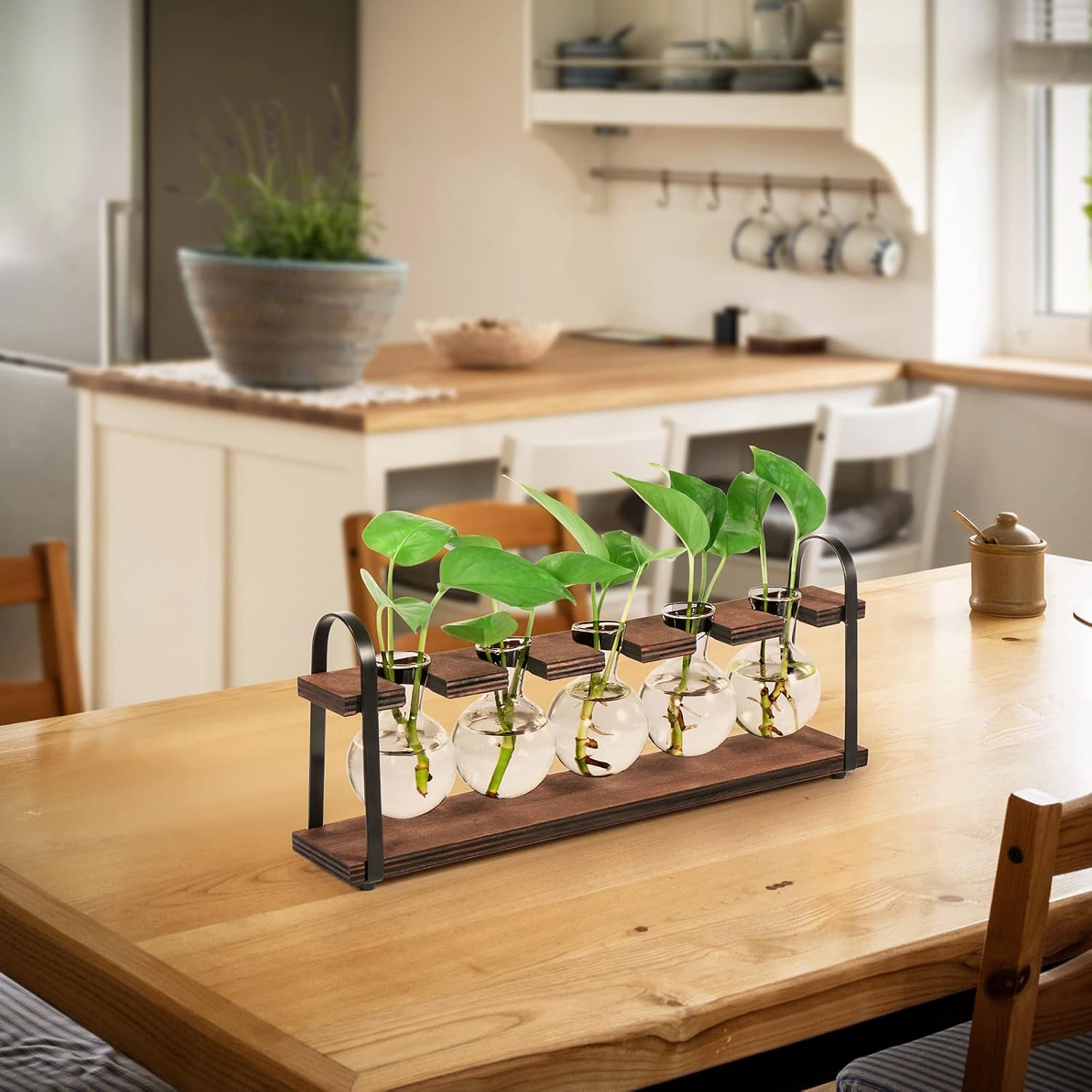 Detalle 2 de THYGIFTREE 4300 Five-Bulb Plant Propagation Station with Glass Vases
