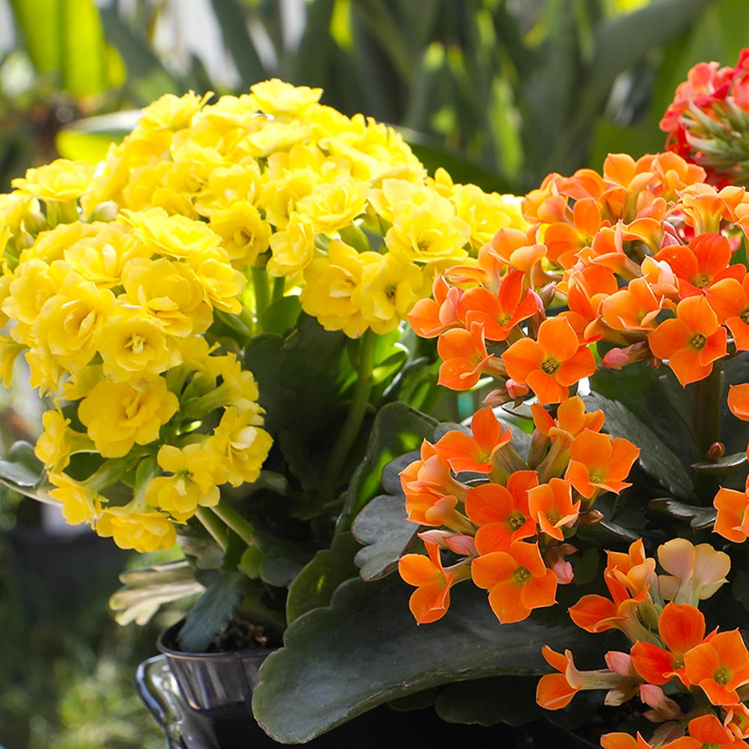 Detalle 2 de Kalanchoe Flowering Succulent Plants, 3-Pack