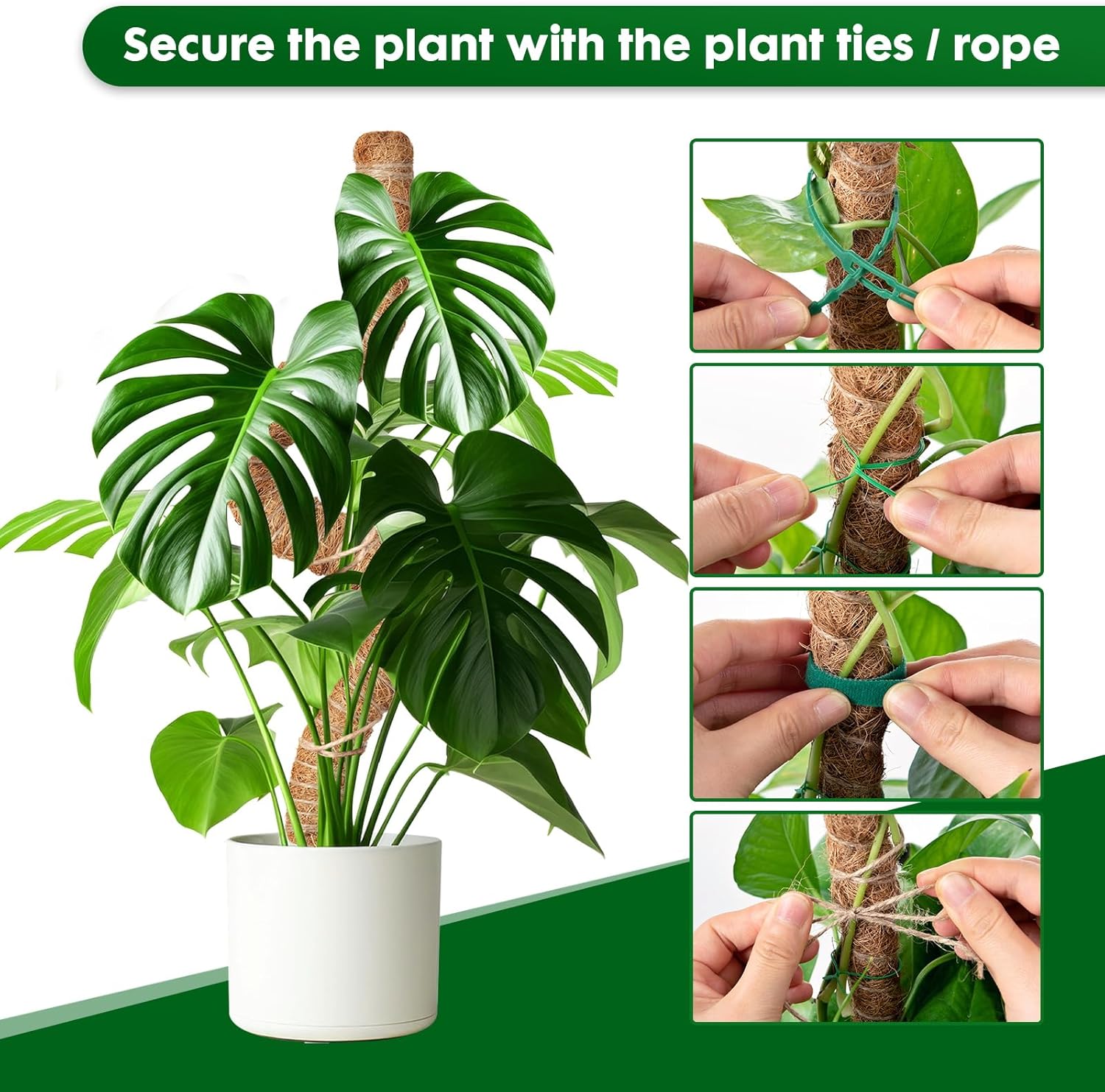 Thumbnail 4 de Mactoou Moss pole 4 pack, 65cm coir support