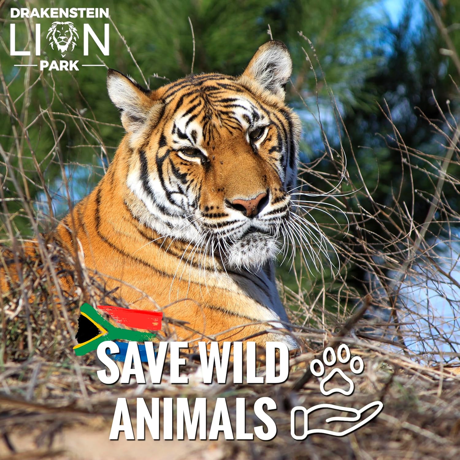 Thumbnail 4 de KAIZA 5 GIN – Ginebra galardonada sudafricana