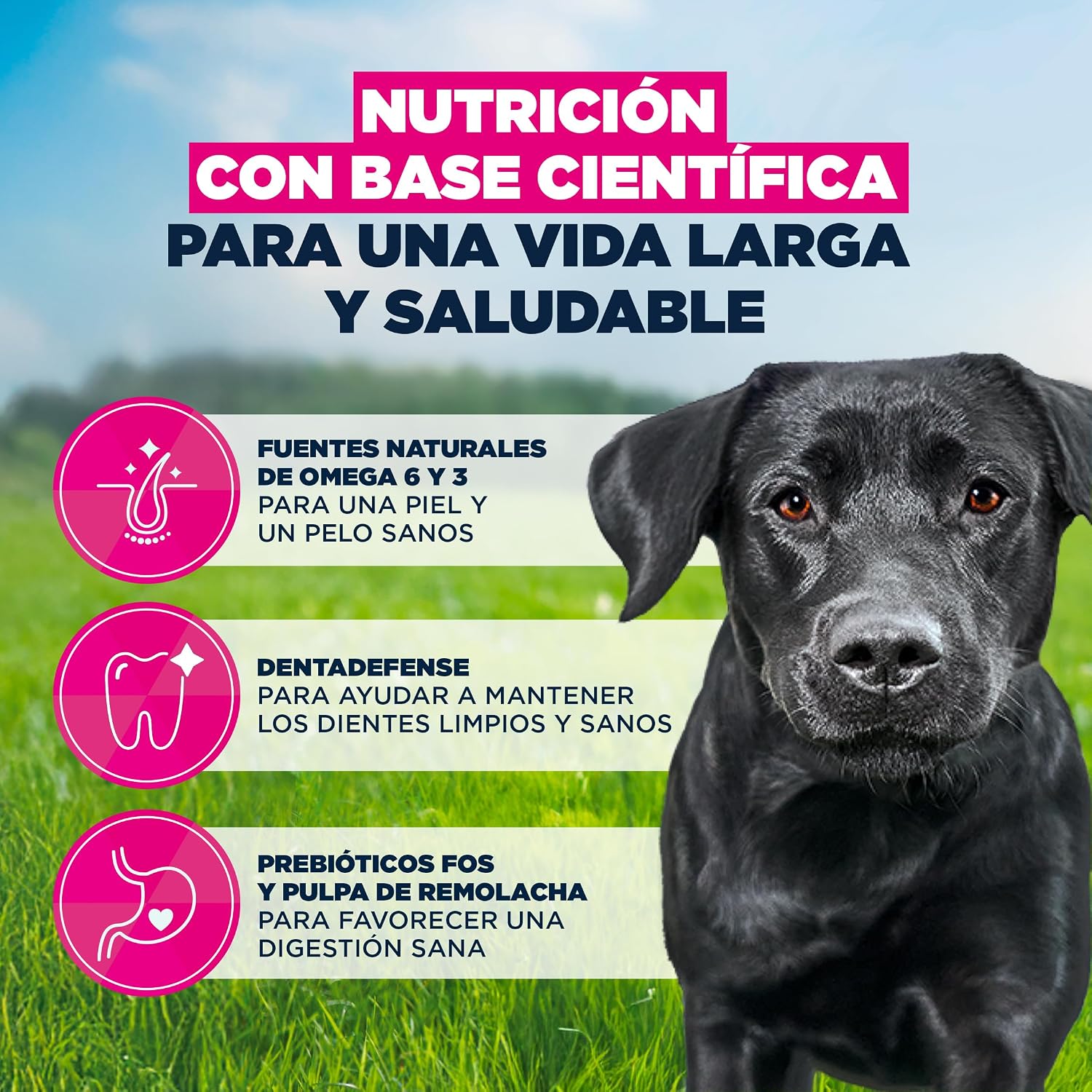 Detalle de Eukanuba Alimento Seco Premium para Perros Adultos de Razas Grandes (Pollo Fresco) – 15 kg