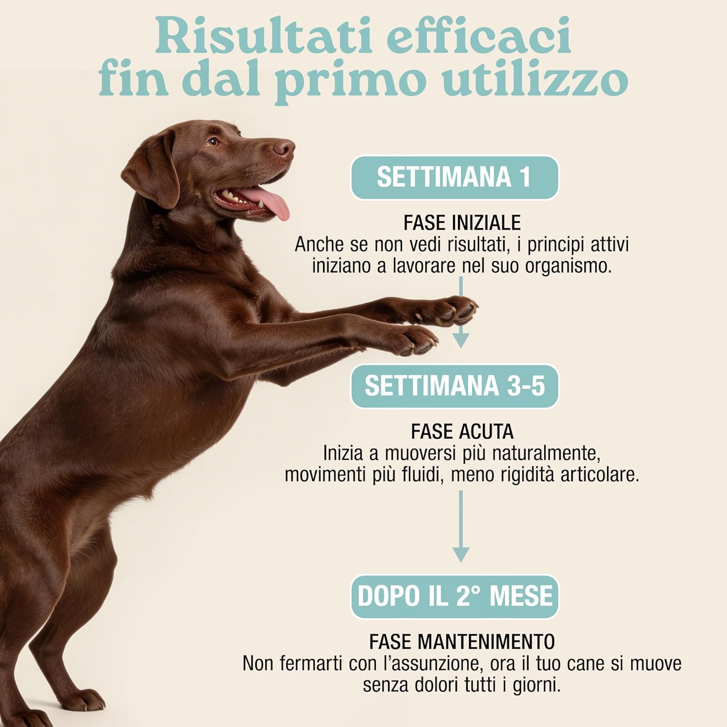 Thumbnail 4 de MyPetPrime Articolazioni Cane - Mangime Complementare 125 Compresse (Nuova Formula JointSupport)