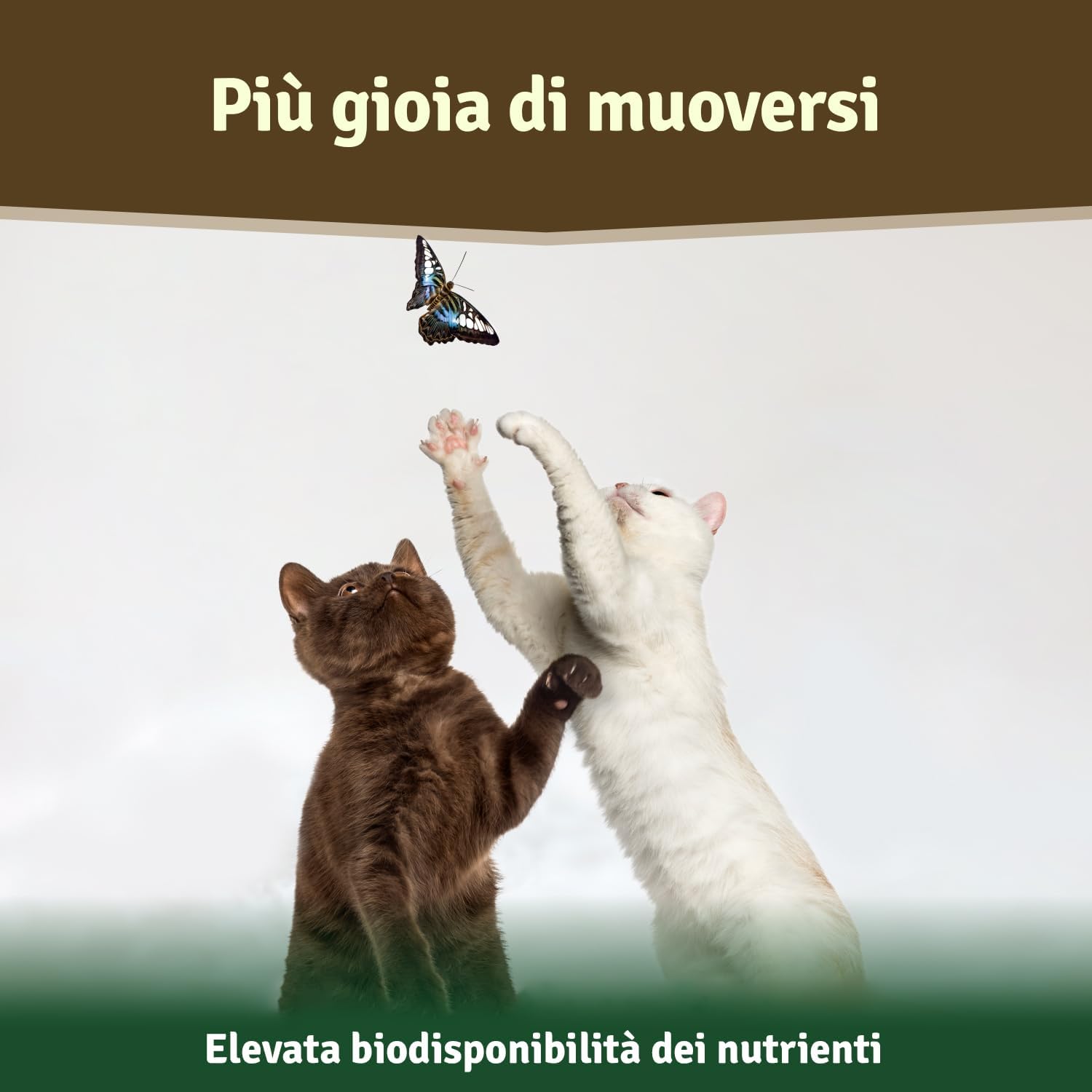 Thumbnail 4 de Veddelholzer Polvere naturale di estratto di conchiglia verde per cani, 500 g