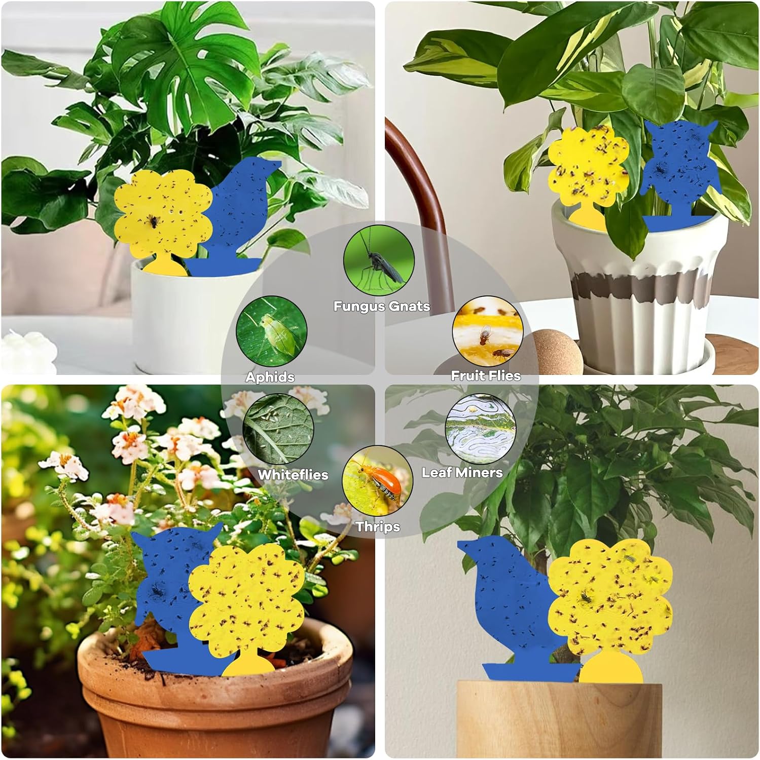 Thumbnail 4 de Fruit Fly Traps: Double-Sided Fungus Gnat Sticky Catchers for Indoor and Outdoor Use (64 Pcs)
