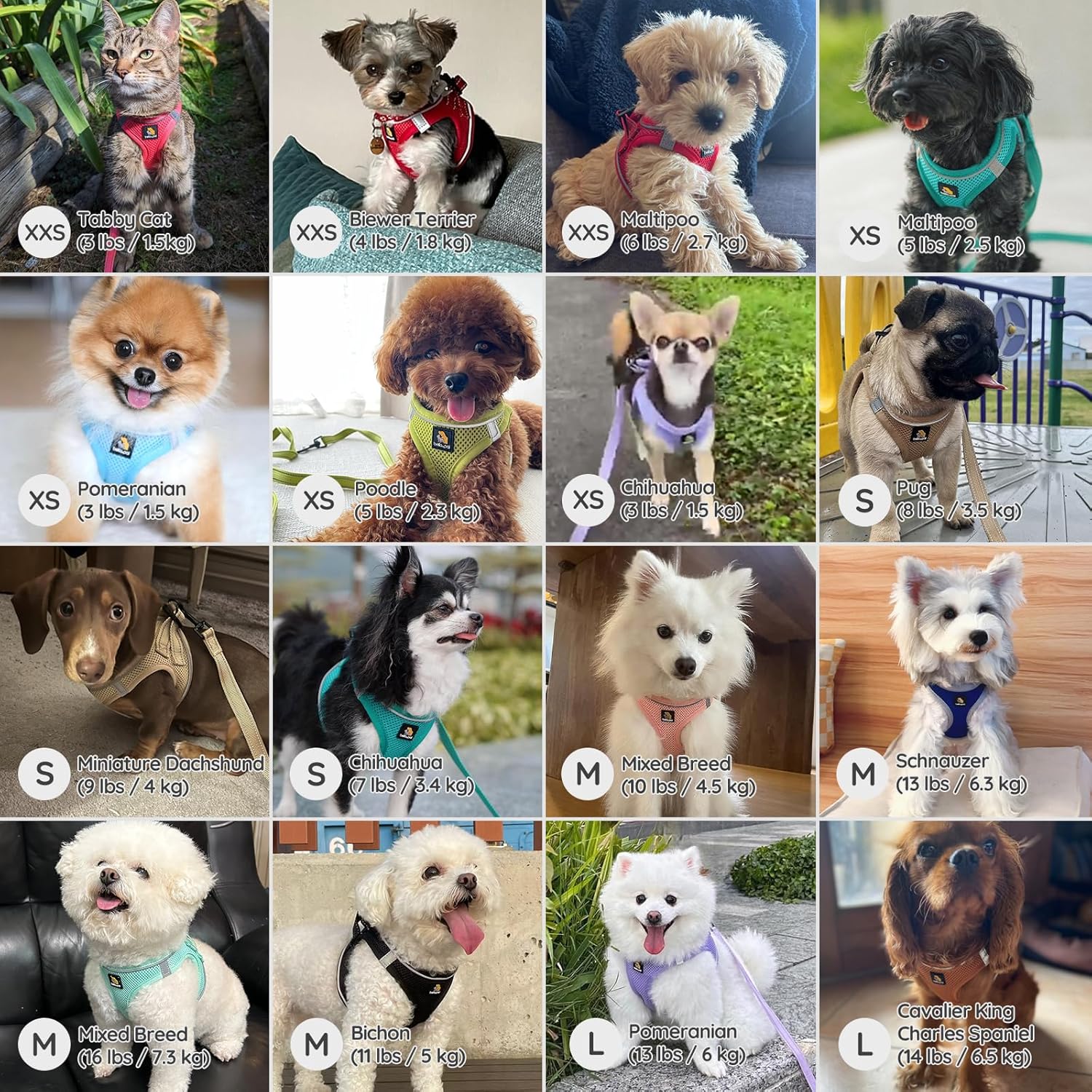 Thumbnail 4 de BELLA & PAL Hundegeschirr für kleine Hunde (Step-in, Air Mesh, reflektierend) – Größe S