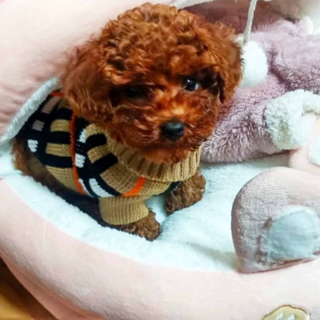 Detalle de Small Dog & Cat Jumper: Knitted Sweater Pullover for Teacup & Tiny Breeds (XL)