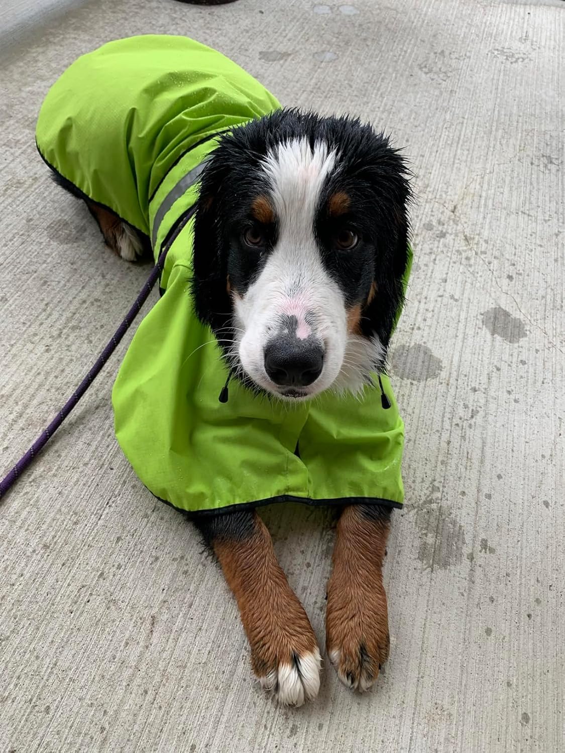 Thumbnail 5 de Dolitego Dog Raincoat, Medium
