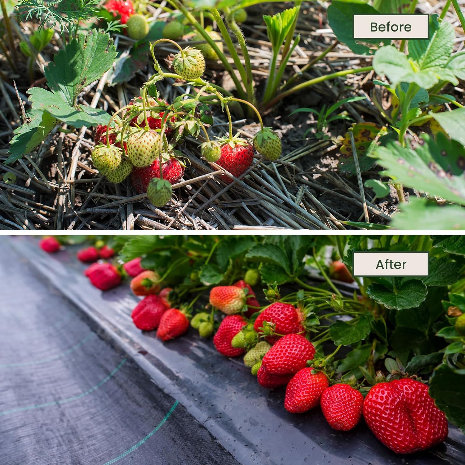 Thumbnail 3 de Dripex Telo pacciamatura 4m x 25m in tessuto anti erbacce 90 g/m²