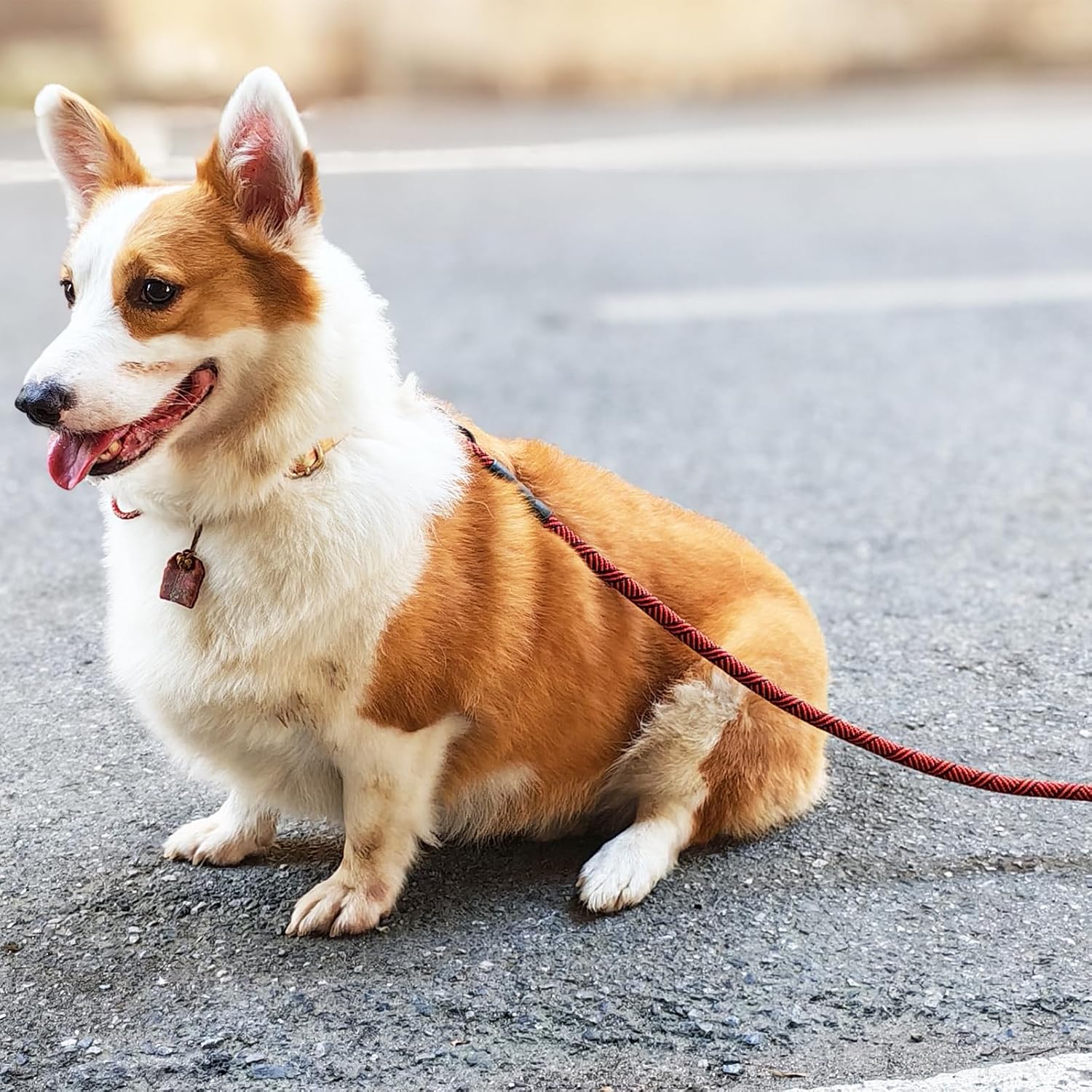 Detalle de MayPaw Rope Dog Leash 10 ft