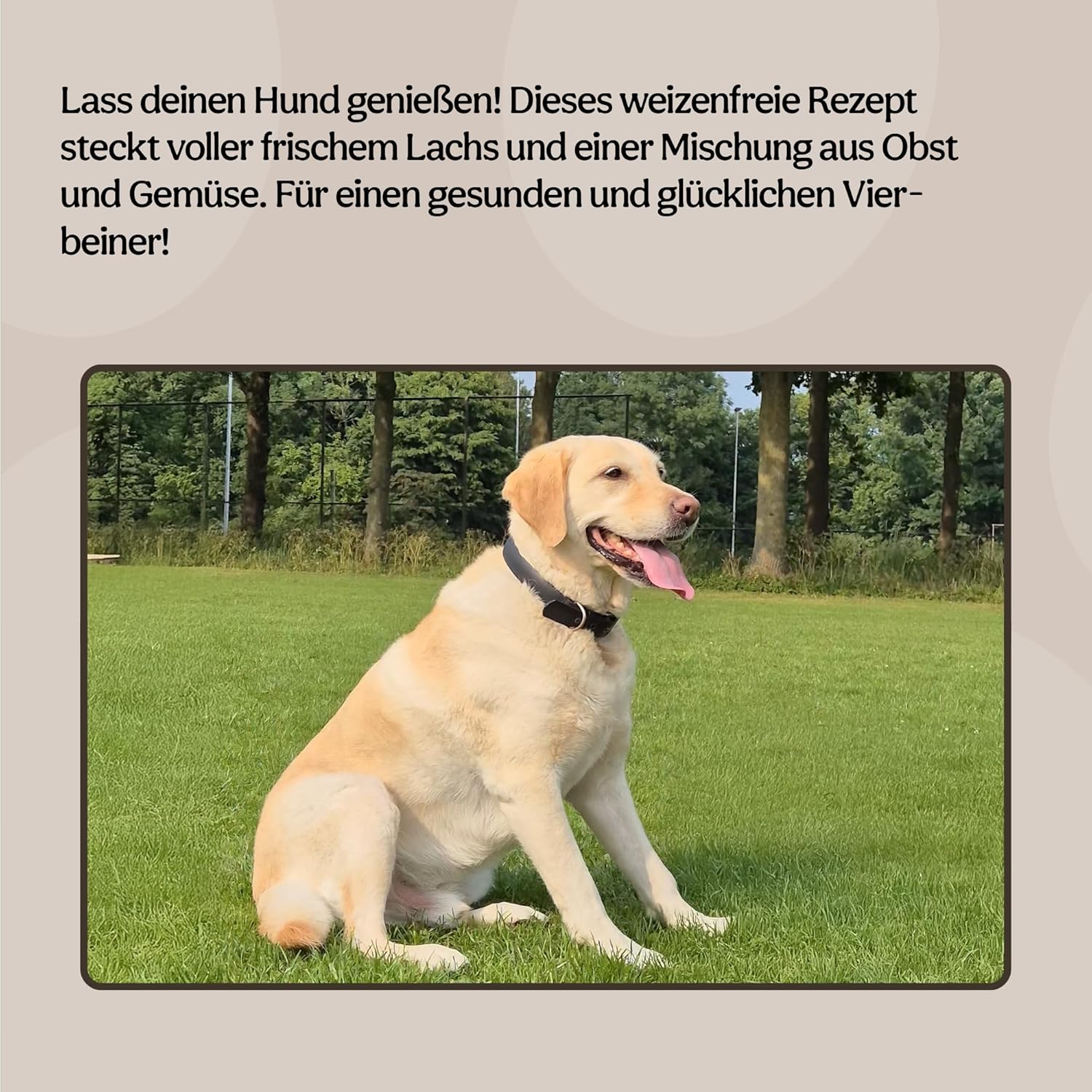 Thumbnail 2 de Rosewood Trockenfutter für Hunde mit Lachs (1,5-kg-Beutel) – weizenfrei mit Reis & Gemüse