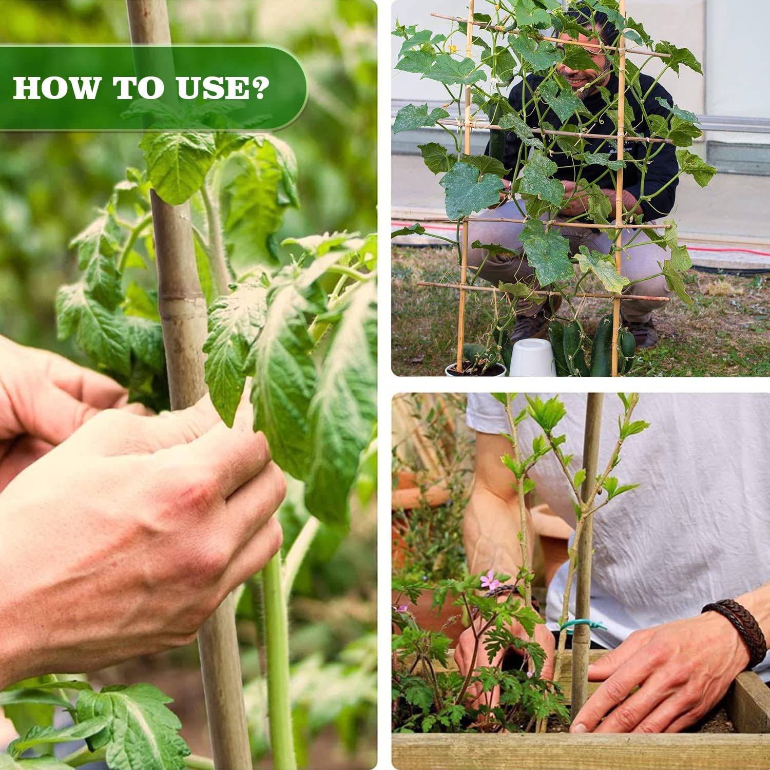 Thumbnail 6 de Jollybower BambooStake-CA Bamboo Garden Stakes, 25-Pack, 0.47–0.55-Inch Diameter