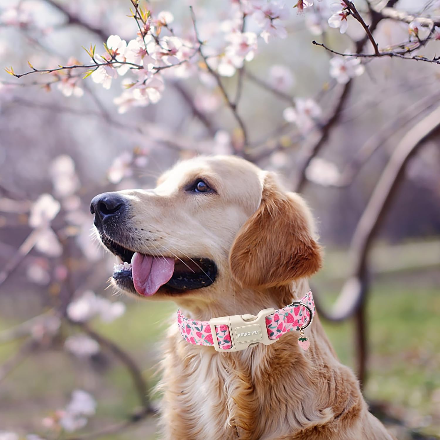 Detalle de ARING PET Dog Collar, L