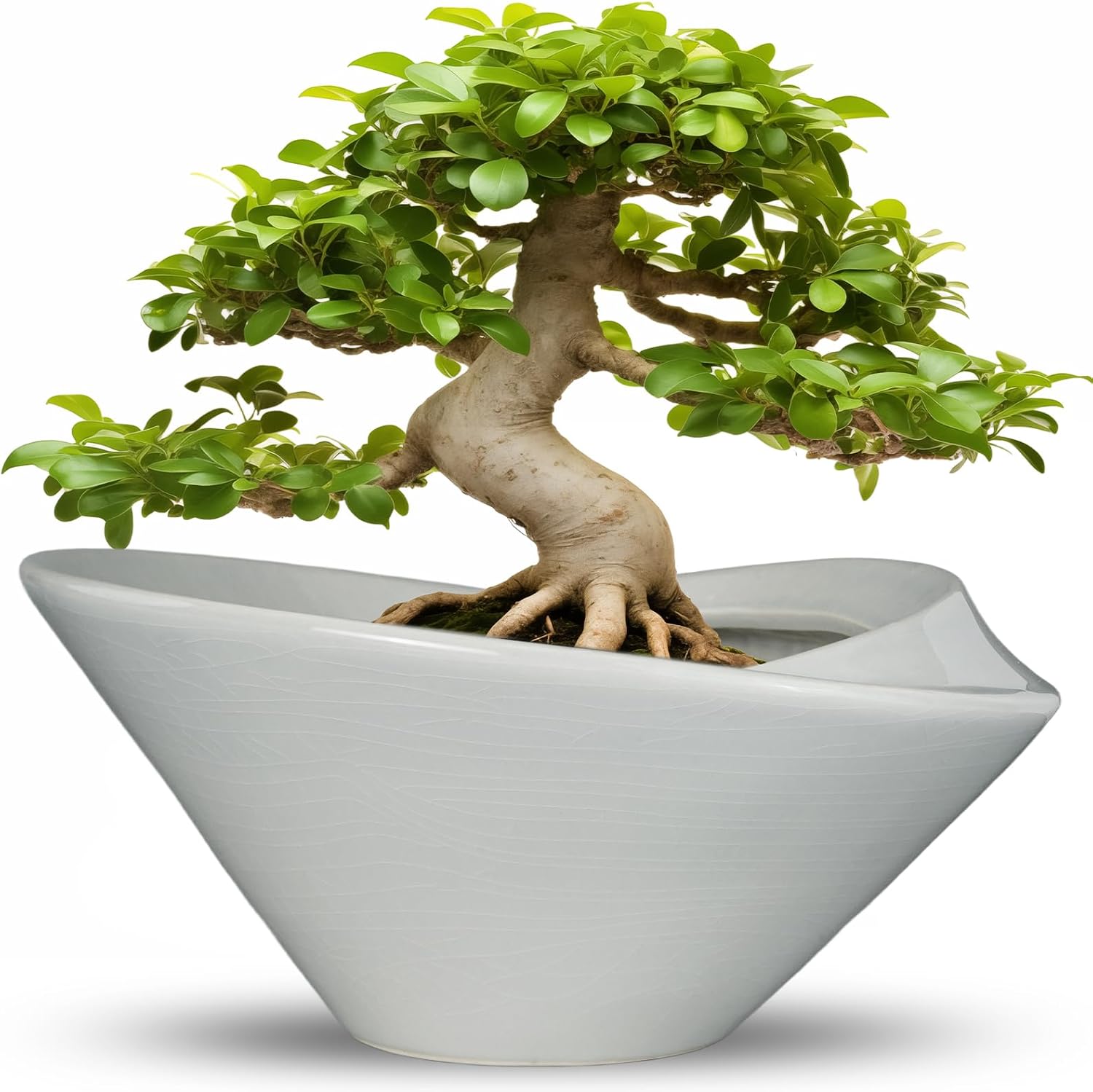 Detalle de Teagas Bonsai Pots 13 Inch Ceramic Planter