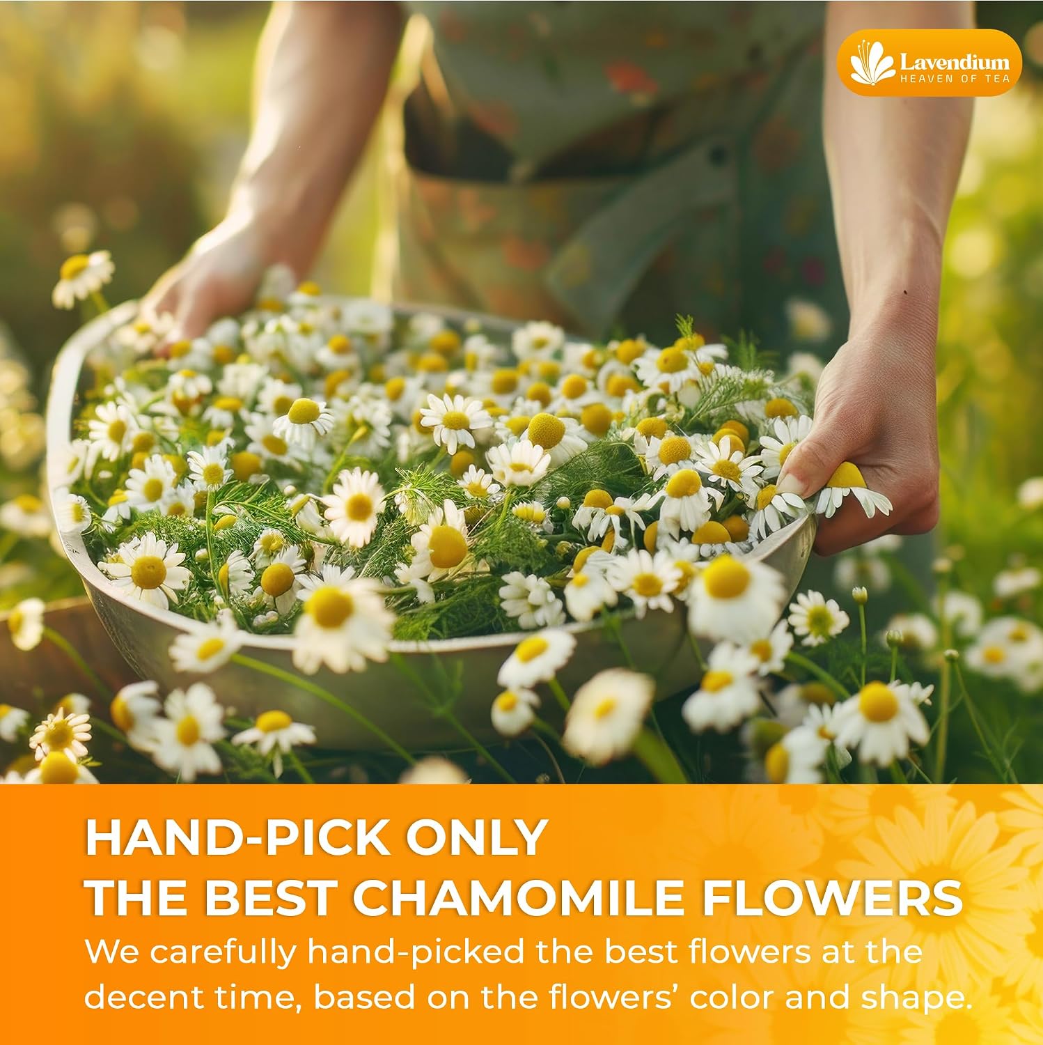 Detalle de Lavendium Dried Chamomile Flowers, 8 oz Whole Blossoms for Tea & Infusions