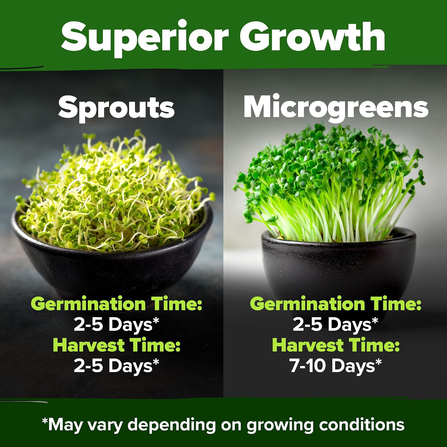 Thumbnail 4 de HOME GROWN Broccoli Seeds 8 oz Bulk – Heirloom, Non-GMO Sprouting Seeds for High Germination