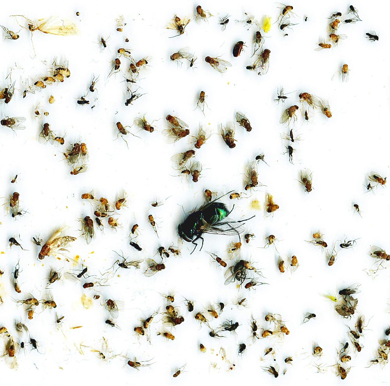 Thumbnail 5 de Insecticida Descarga Total Automática
