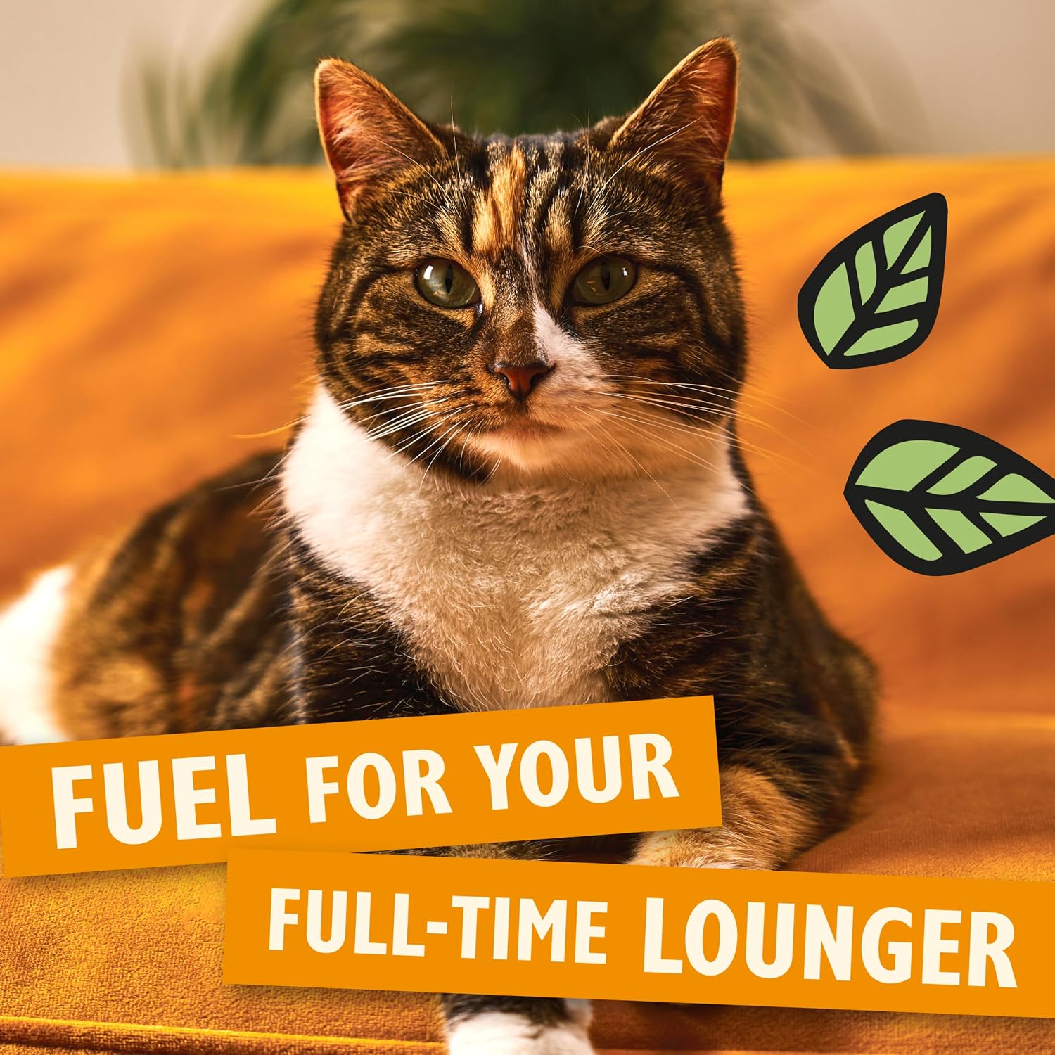 Detalle 2 de Lily’s Kitchen Chicken with Veggies Dry Cat Food (2kg) – Complete, Grain-Free Kibble for Adult Cats