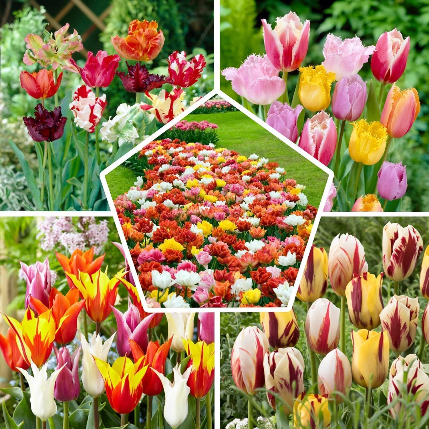 Detalle de 50x Tulpenzwiebeln Mix 15 Sorten 🌷