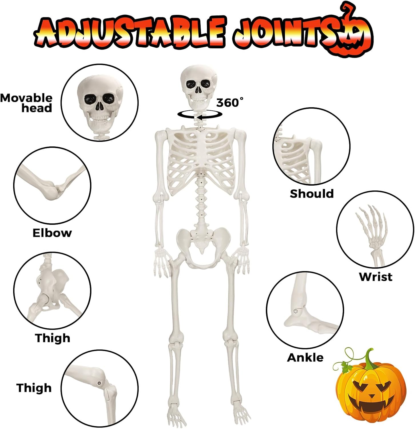 Detalle de Crogift SK1656 5.4 ft Poseable Life-Size Plastic Skeleton
