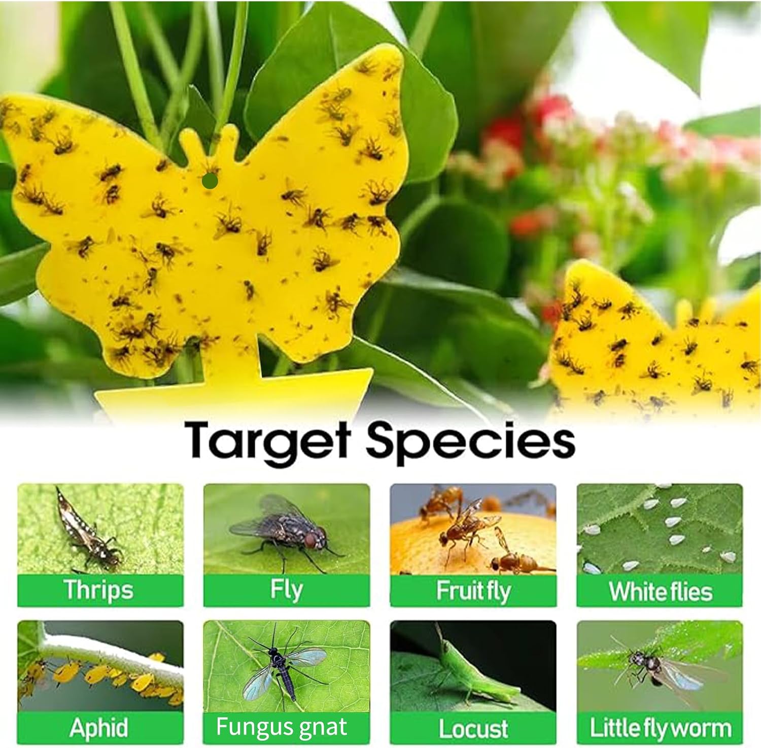 Thumbnail 1 de Cleanuper Sticky Gnat Traps, 58-Pack