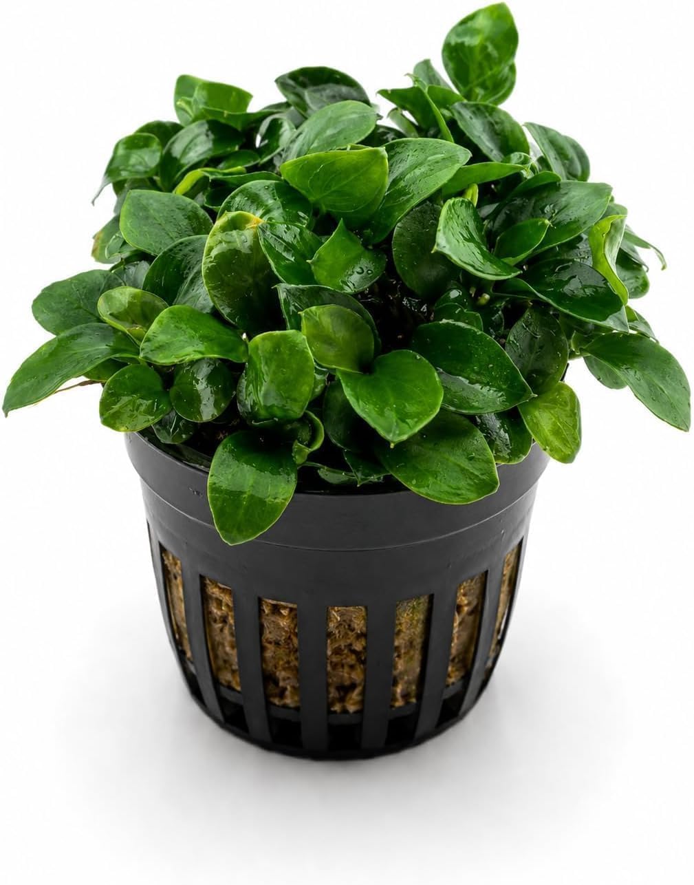 Thumbnail 6 de Aqua Breeding Skill Anubias-set voor aquarium, 3 levende planten in verschillende formaten