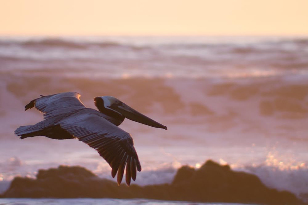 Thumbnail 5 de Canon EF 75-300mm f/4.0-5.6 III lens review: value-for-money telephoto option