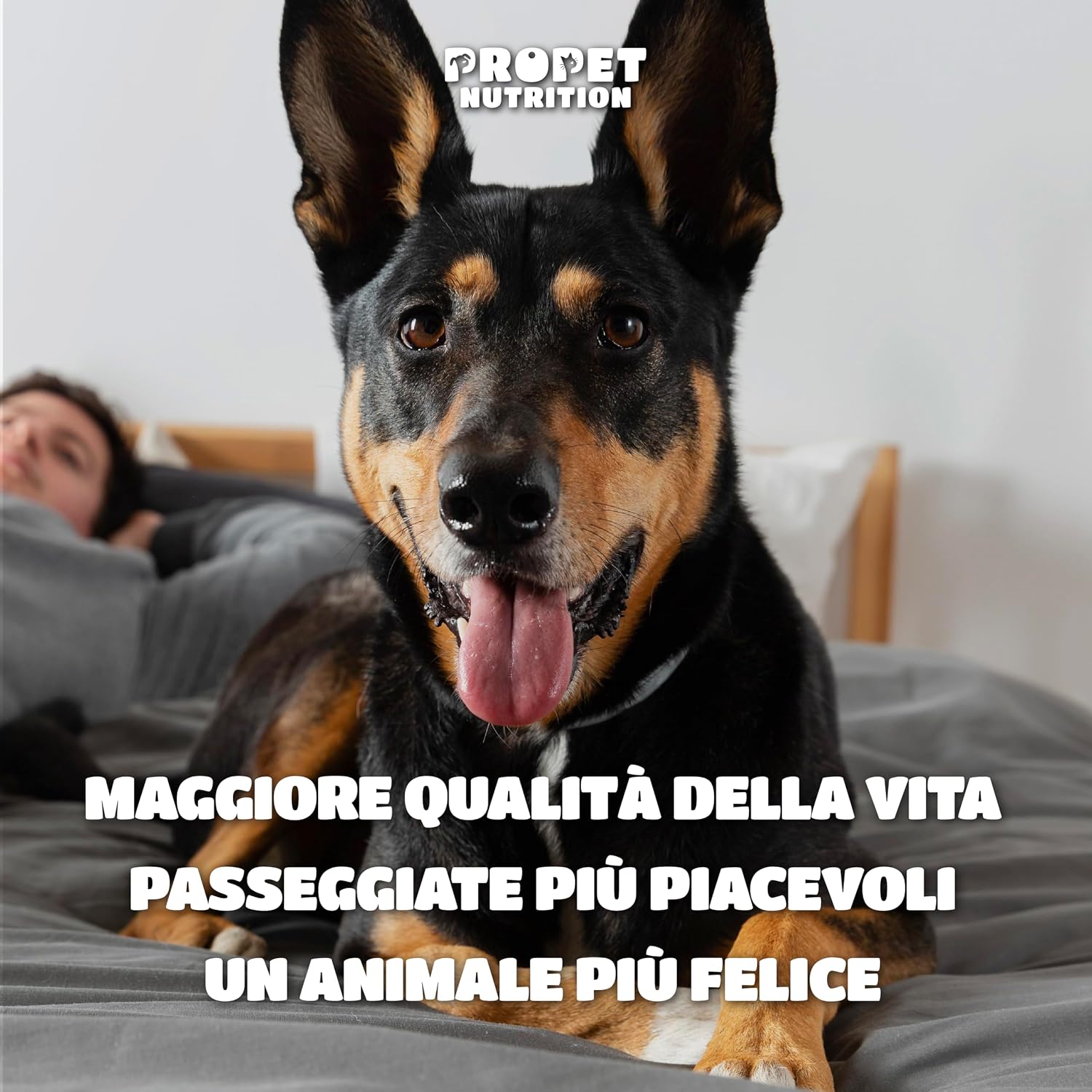 Thumbnail 6 de Integratore Articolazioni Cane – Snack naturali per mobilità e benessere articolare