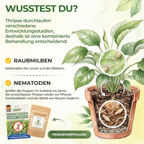Thumbnail 7 de GREEN GUARDIA Power Raubmilben gegen Thripse – 15x Tüten
