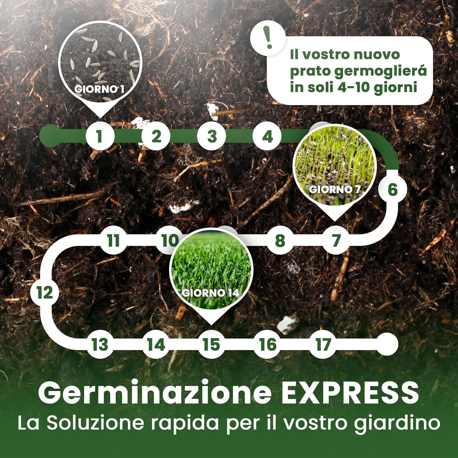 Thumbnail 3 de LERAVA® EXPRESS semi prato crescita rapida (30m²) – Giflo di prato resistente e verde tutto l’anno