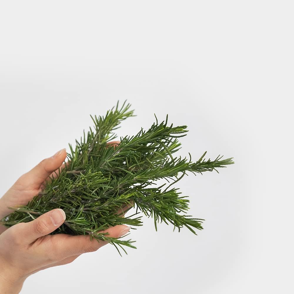 Thumbnail 4 de AROMATICA Rosemary – odżywka do cienkich włosów bez silikonów, 400 ml