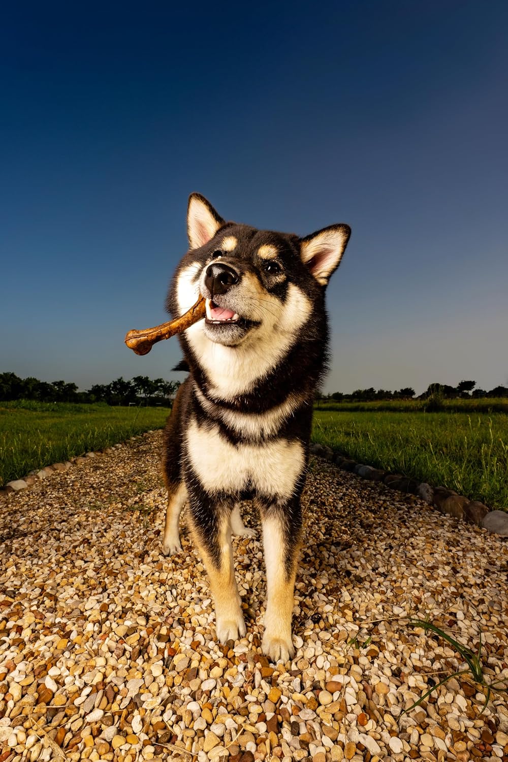 Thumbnail 6 de N-Bone Chew Bone, Large